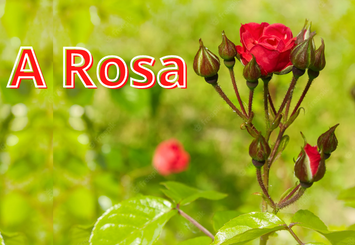 A Rosa