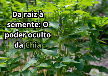 Sementes Que Inspiram: O Legado Vivo da Árvore Chia
