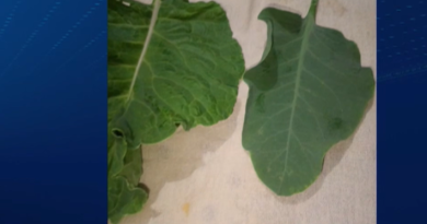 Cuidado ao comprar! A couve falsa engana facilmente os olhos.