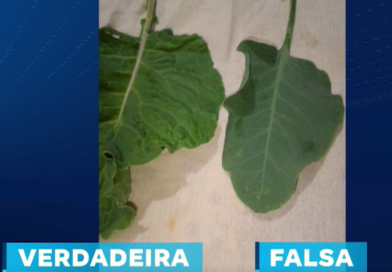 Cuidado ao comprar! A couve falsa engana facilmente os olhos.