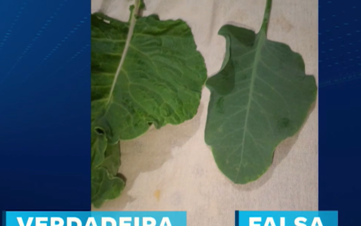 Cuidado ao comprar! A couve falsa engana facilmente os olhos.