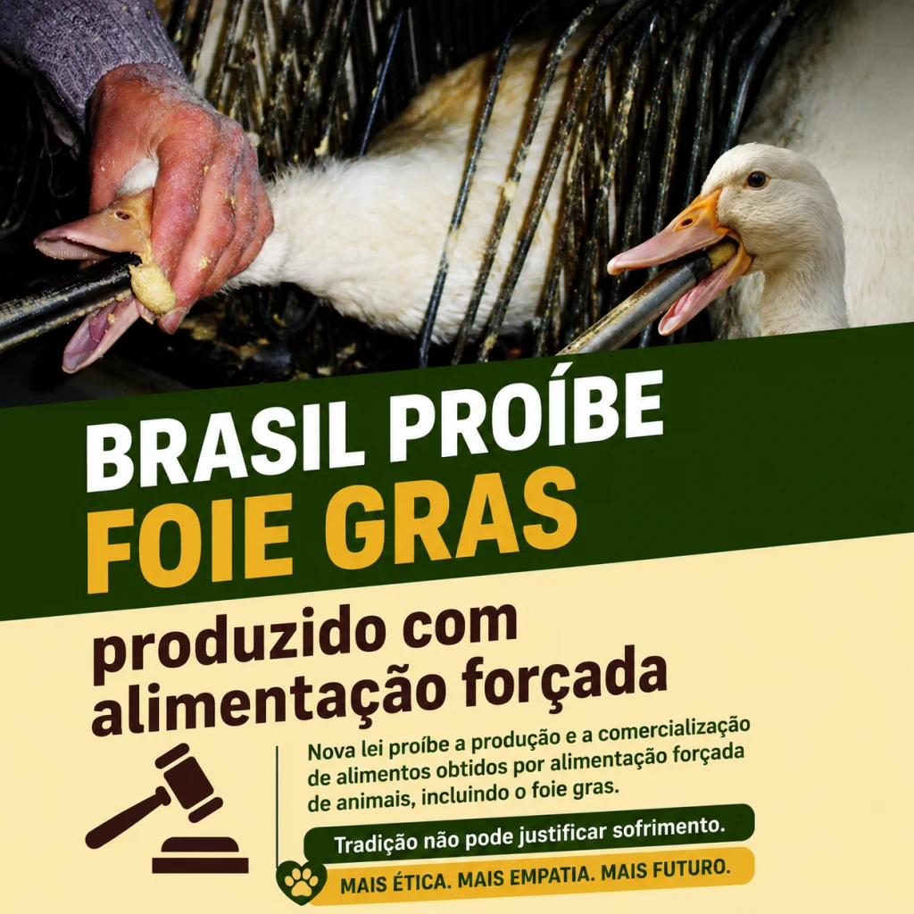 Foie gras: tradição culinária ou sofrimento animal?